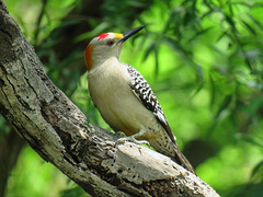 Day 6, Golden-fronted Woodpecker male