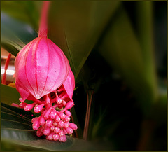 MEDINILLA...........Bonne journée à tous