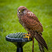 Cheshire Falconry15