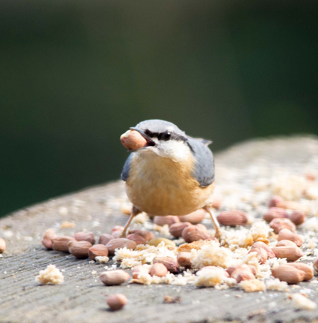 Nuthatch (12)