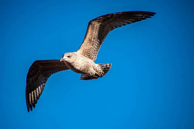 Gull in flight