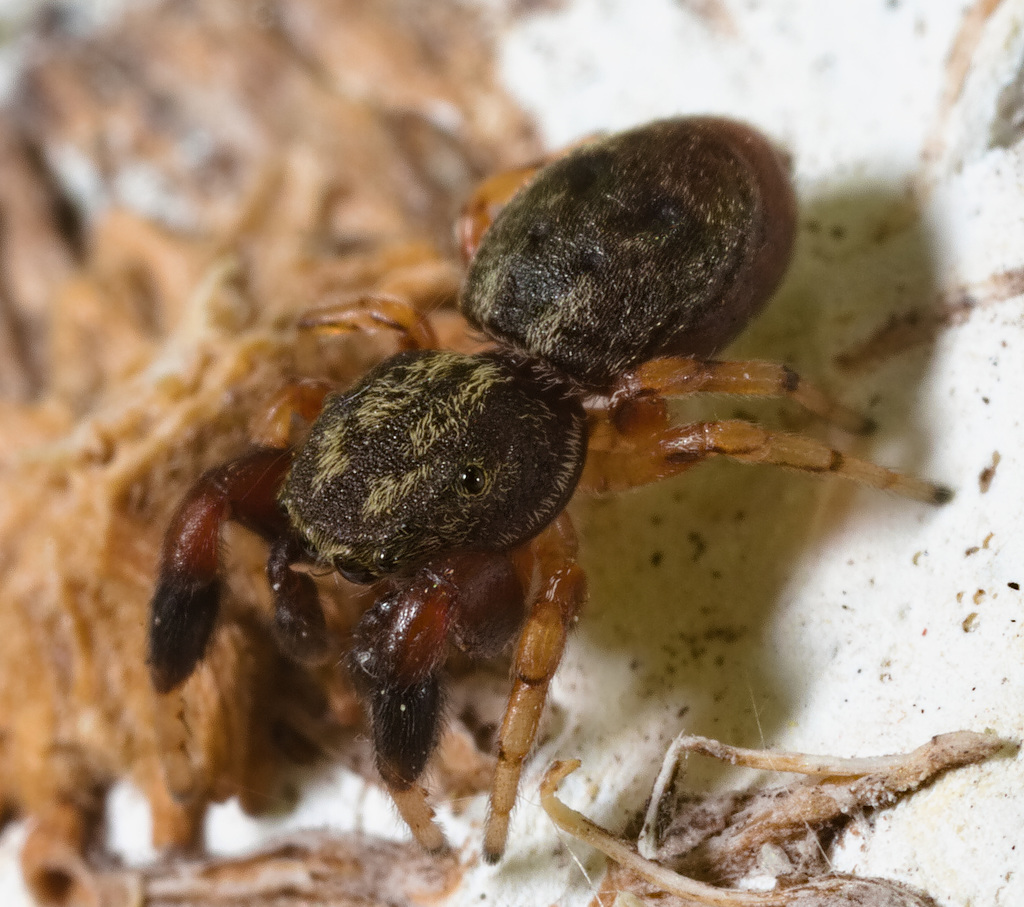 IMG 8368JumpingSpider