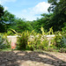 Mexico, Agave at the Entrance to the Cenotes of Hacienda Mucuyche