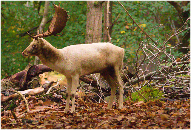 EF7A3143 Fallow Deer