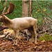 EF7A3143 Fallow Deer