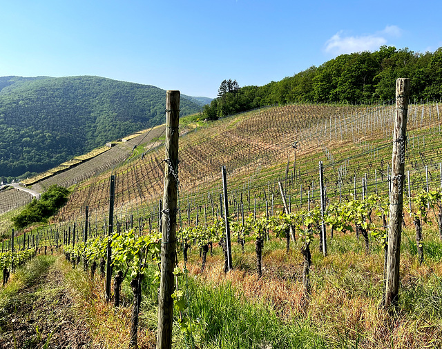 Weinberge bei Walporzheim