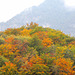 Herbstfarben in Tramin (PicinPic)