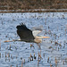 In flight