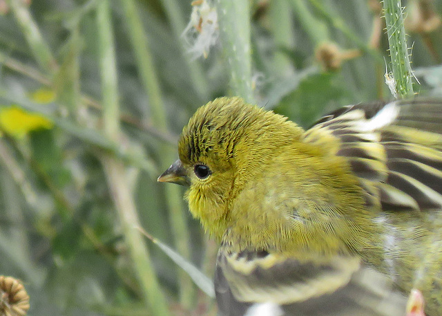 Lesser Goldfinch (Female)