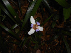 DSCN1277 - íris-da-praia Neomarica candida, Iridaceae