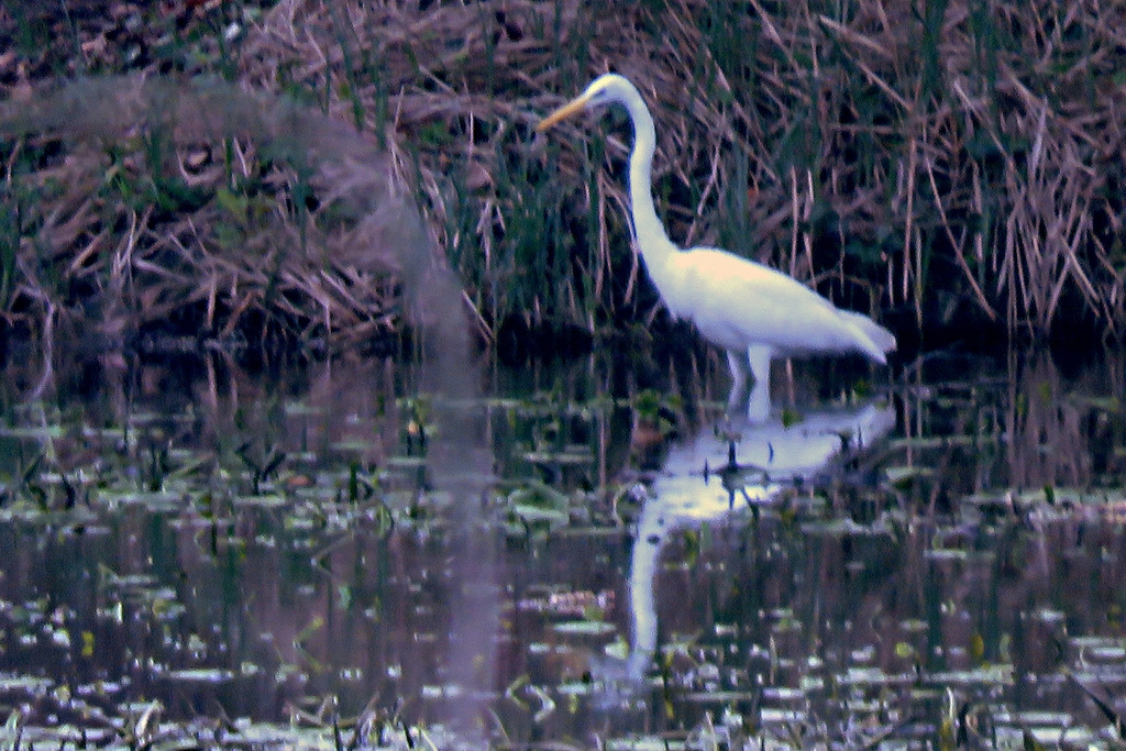 Grande Aigrette