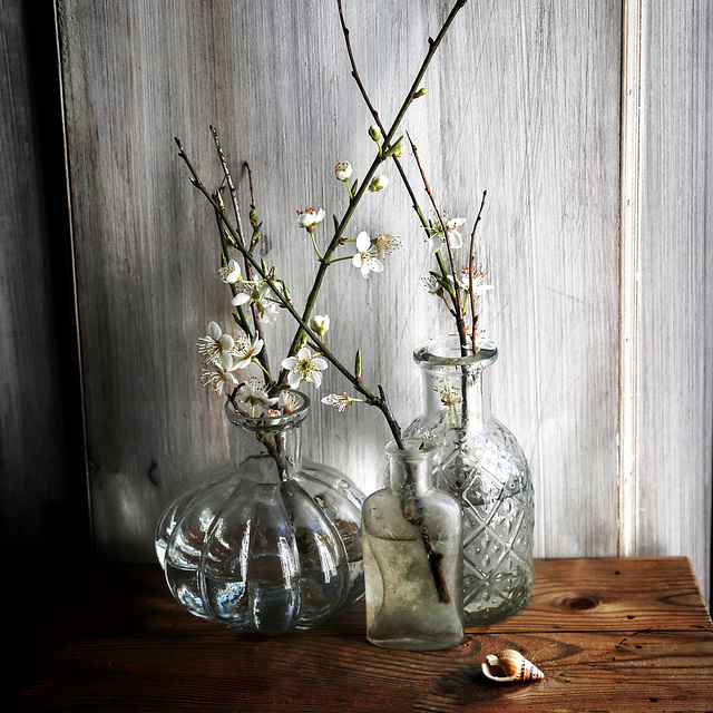 24:2:19 blackthorn 7