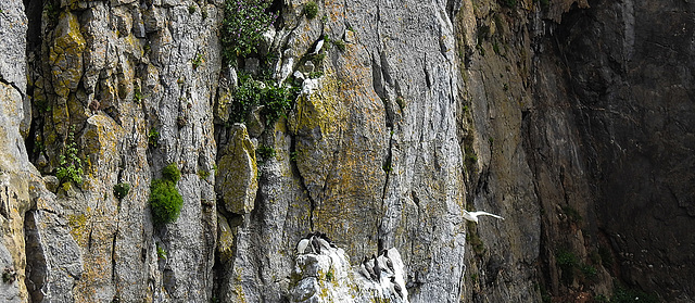 20190614 5190CPw [R~GB] Tordalk, Trottellumme, Castlemartin Range, Wales