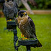 Cheshire Falconry16