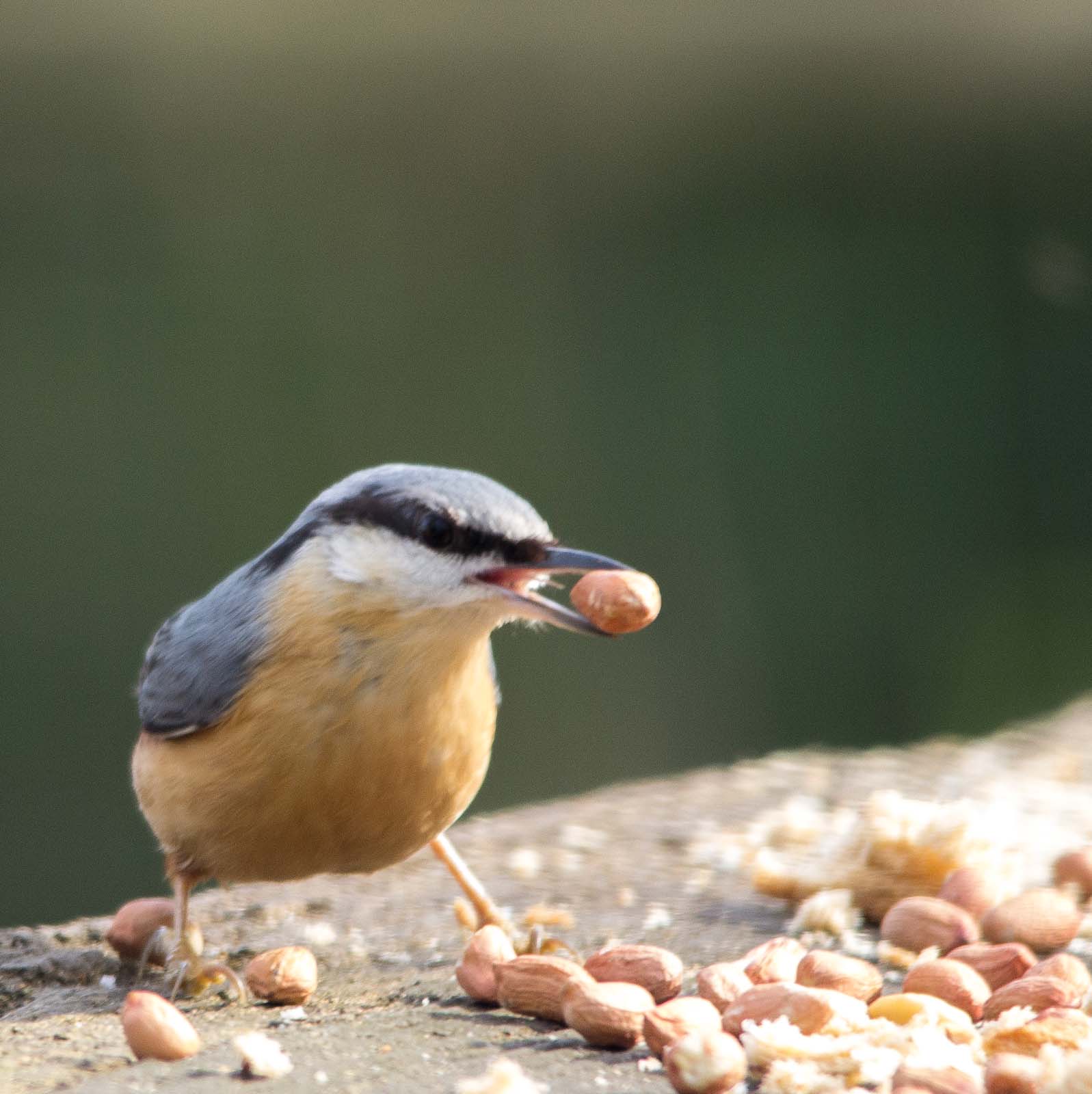 Nuthatch (13)