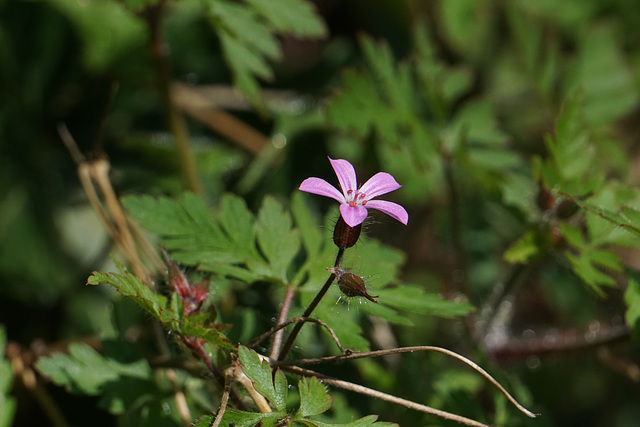 Ruprechtskraut (Geranium robertianum)