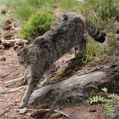 Wildkatze / Wildpark Mehlmeisel