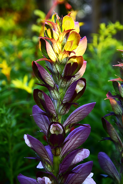 Acanthus Spinosus (1)