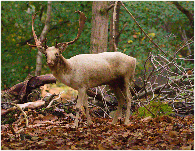 EF7A3142 Fallow Deer