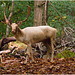 EF7A3142 Fallow Deer