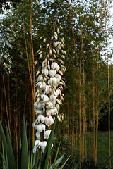 Yucca