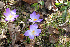 A close-up of three flowers of the same species.