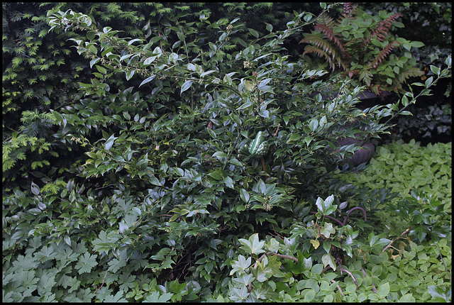 Sarcococca ruscifolia var. chinensis