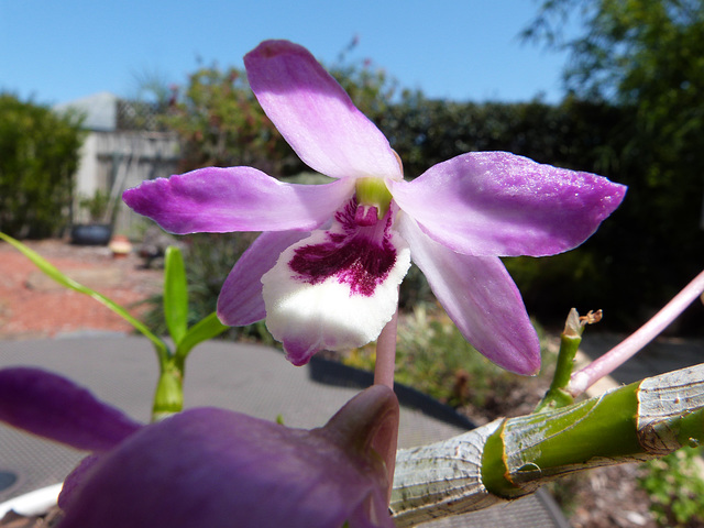 unknown orchid flowers on bare stem