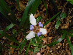 DSCN1278 - íris-da-praia Neomarica candida, Iridaceae