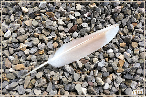 feather for Pam (pip)