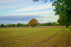 Lone Tree