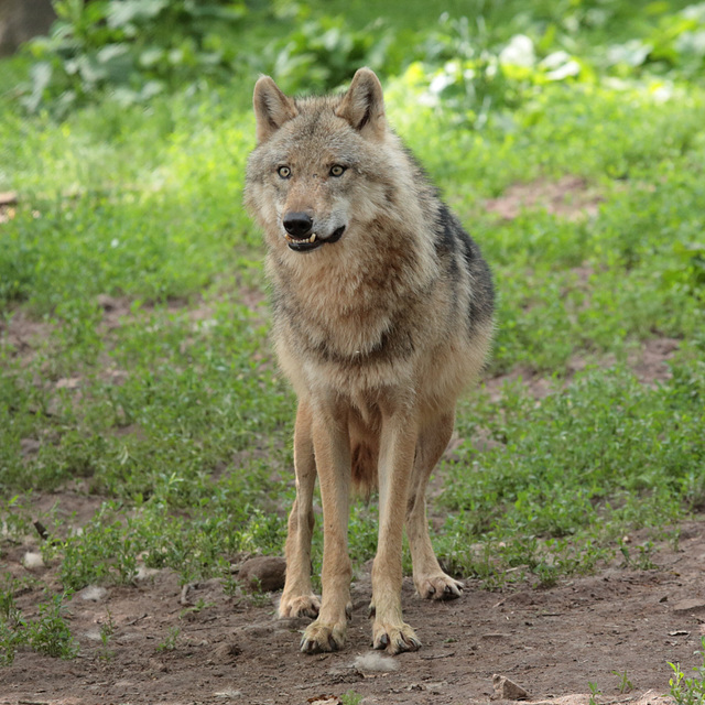 Europäischer Wolf / Wildpark Schloss Tambach