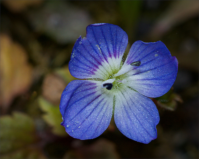 Veronica Persica