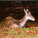 EF7A3110 Fallow Deer