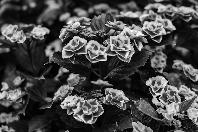 Hydrangea Hydrangea