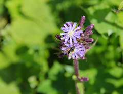 Alpen-Milchlattich (Cicerbita alpina (L.)