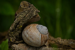 Das Schneckenhaus am kleinen Baumstamm :)) The snail shell on the small tree trunk :)) La coquille d'escargot sur le petit tronc d'arbre :))