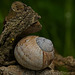 Das Schneckenhaus am kleinen Baumstamm :)) The snail shell on the small tree trunk :)) La coquille d'escargot sur le petit tronc d'arbre :)) Das Schneckenhaus am kleinen Baumstamm :)) The snail shell on the small tree trunk :)) La coquille d'escargot sur le petit tronc d'arbre :))