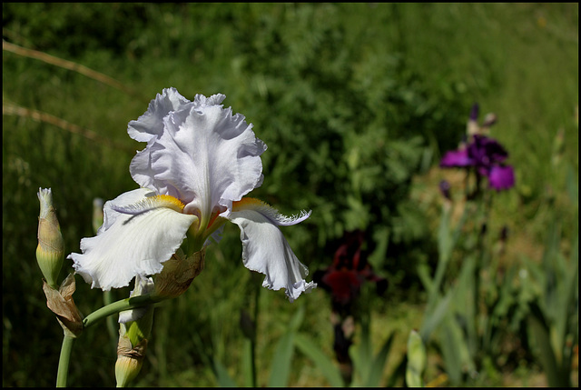 Iris Galaxie du Barry (3)