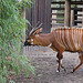 Bongo im Bambus (Zoo Frankfurt)