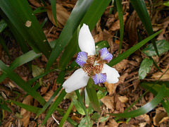 DSCN1279 - íris-da-praia Neomarica candida, Iridaceae