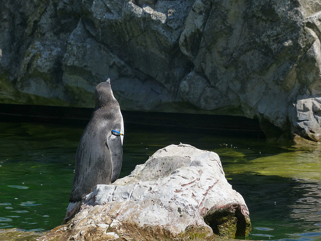 Schönbrunn Zoo (17) - 21 August 2017