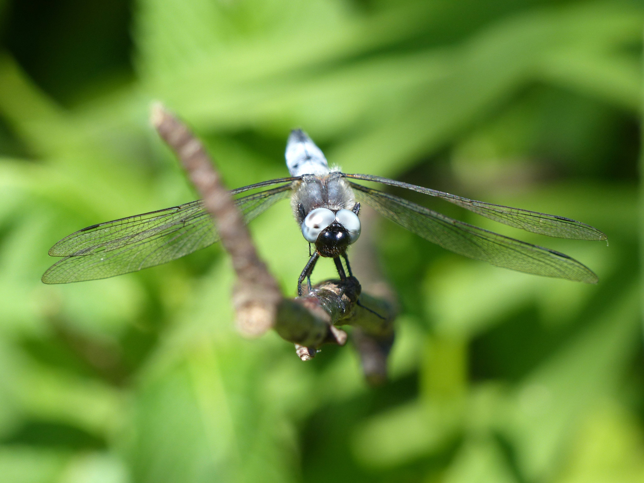 Libellula fulva, ♂