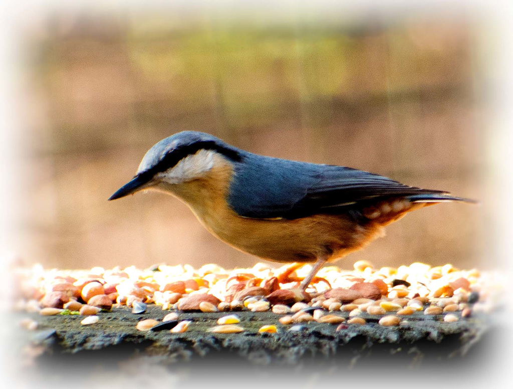 Nuthatch (15)