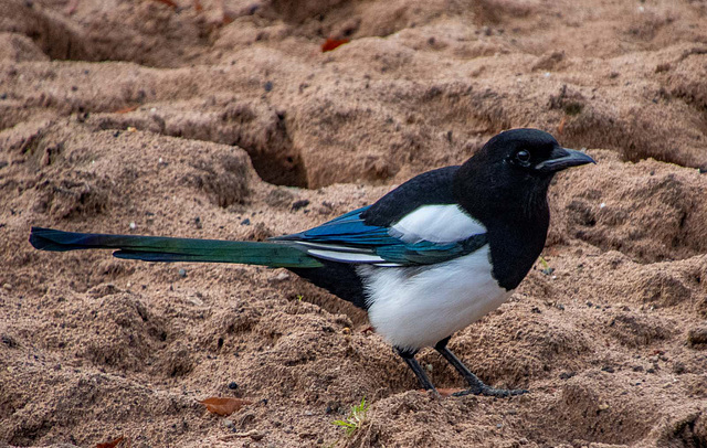 Magpie, this was sharing the enclosure with the camels in the zoo.