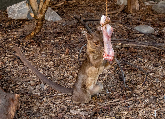 Fossa