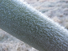 Frost on bamboo