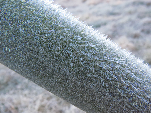 Frost on bamboo