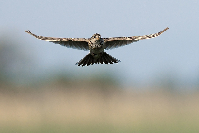 Feldlerche-fliegt.   Alouette des champs