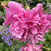 double peony